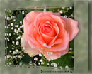 Die schönste Rose aus meinen Garten schicke ich Dir